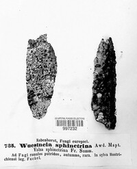 Image of Wuestneia sphinctrina